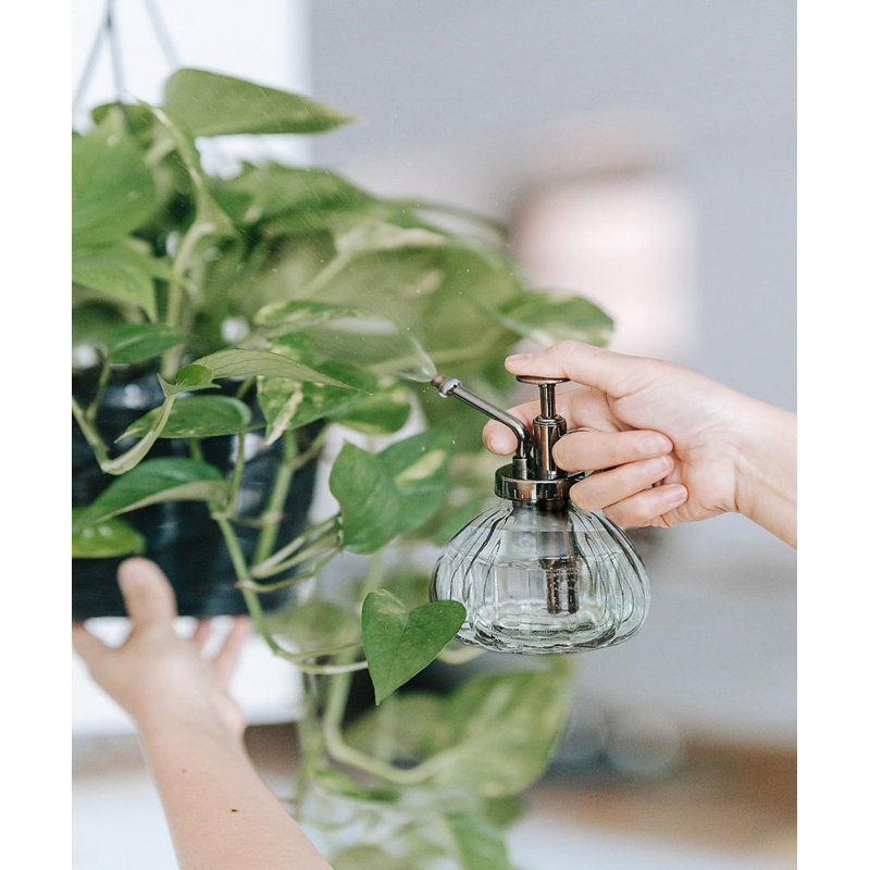 Bouteille transparente pour plantes