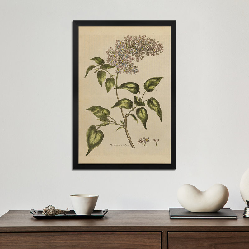 «Herbal Botanical I Crop II», reproduction d'art mural - affiche de galerie, H 24 po x l 16 po