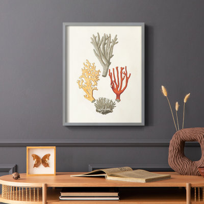 Knorr Shells & Coral IV Framed Print - Solid Wood