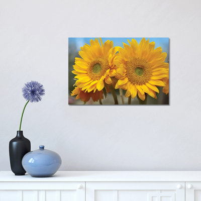 Common Sunflower Flowers, North America by Tim Fitzharris - Wrapped Canvas Print