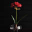 Ensemble de 2 ampoules Barrary AMaryllis-129903253