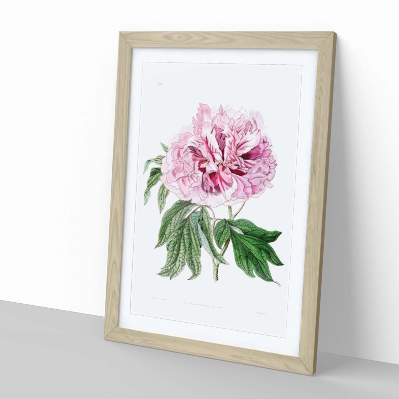 Pink Tree Peony Flower - Picture Frame Painting Print, 65cm H x 48cm W x 2cm D, Oak Framed
