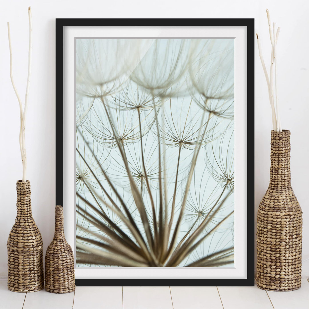 Gerahmtes Poster Beautiful Dandelion Macro Shot