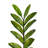 Zen Faux ZZ Plant in Pot-513003033