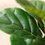 Adcock  Artificial Fiddle Leaf Fig Tree with Realistic Leaves and Natural Trunk, Potted Tree-1894643564