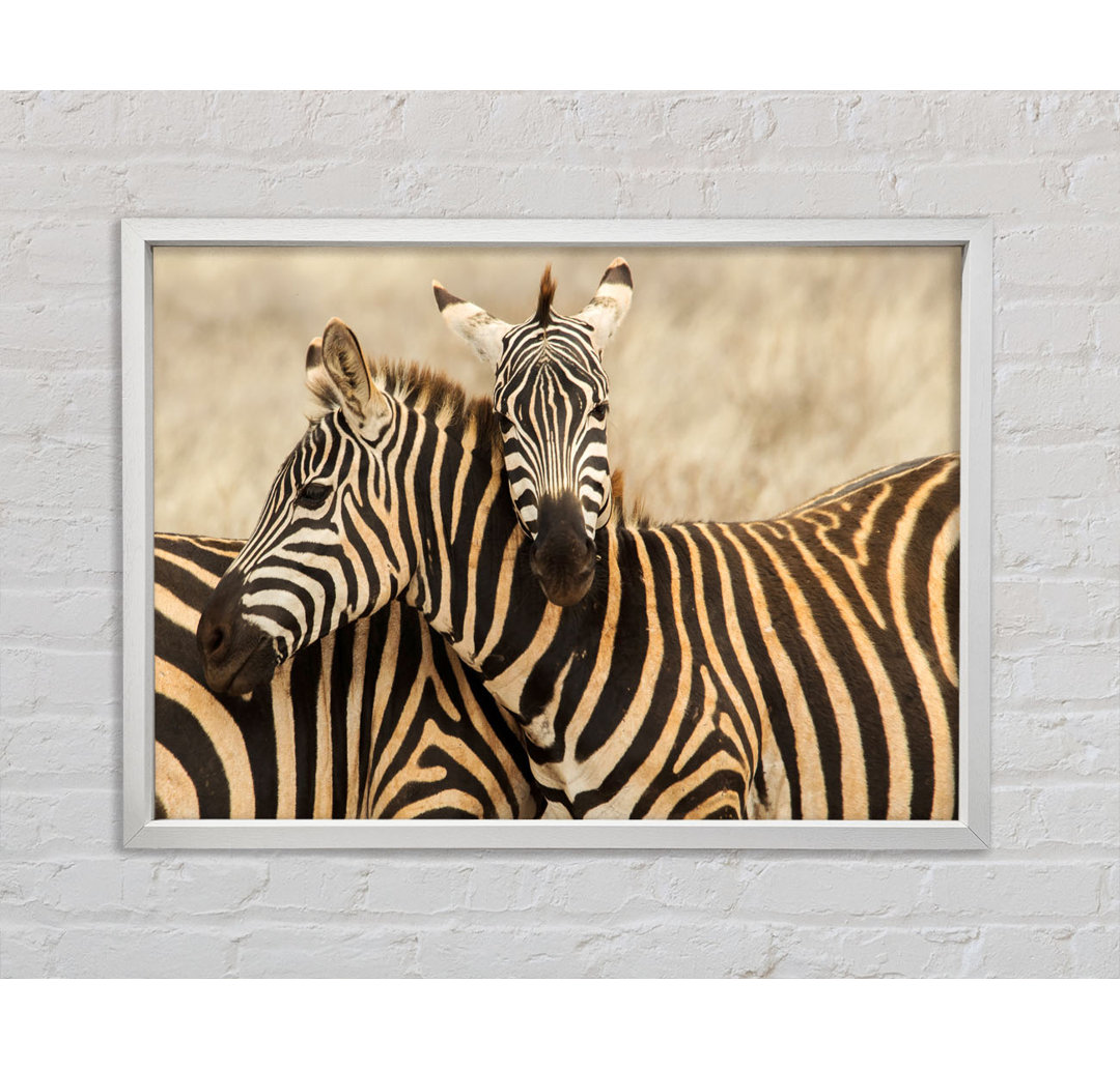 Zebra Duo Love - Druck