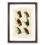 Salmon Fishing Flies Version 3 by Mary Orvis Marbury - Framed Print-55761841-55761843