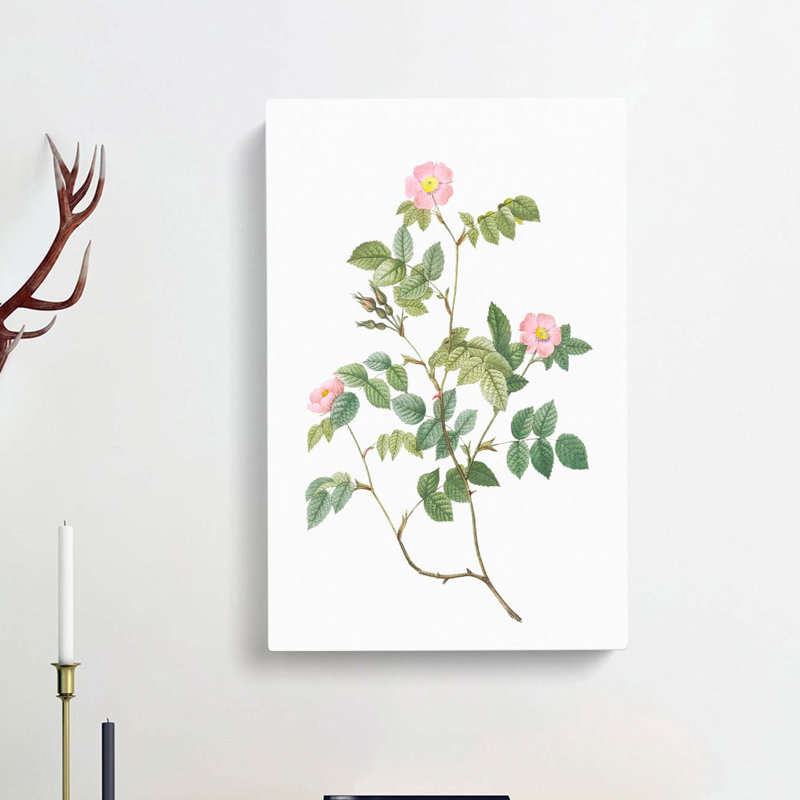 Wild Pink Roses by Pierre-Joseph Redoute - Wrapped Canvas, 50cm H x 35cm W x 3cm D