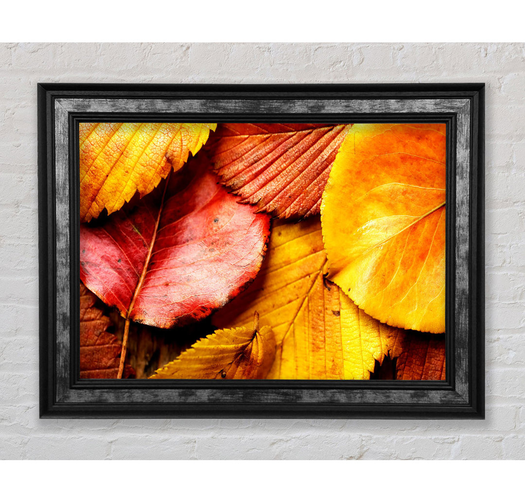 Beautiful Autumn Leaves - Einzelne Bilderrahmen Kunstdrucke