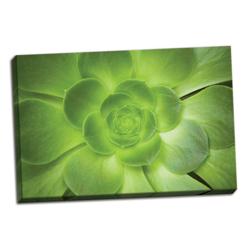 « succulent i », reproduction de photo sur toile tendue