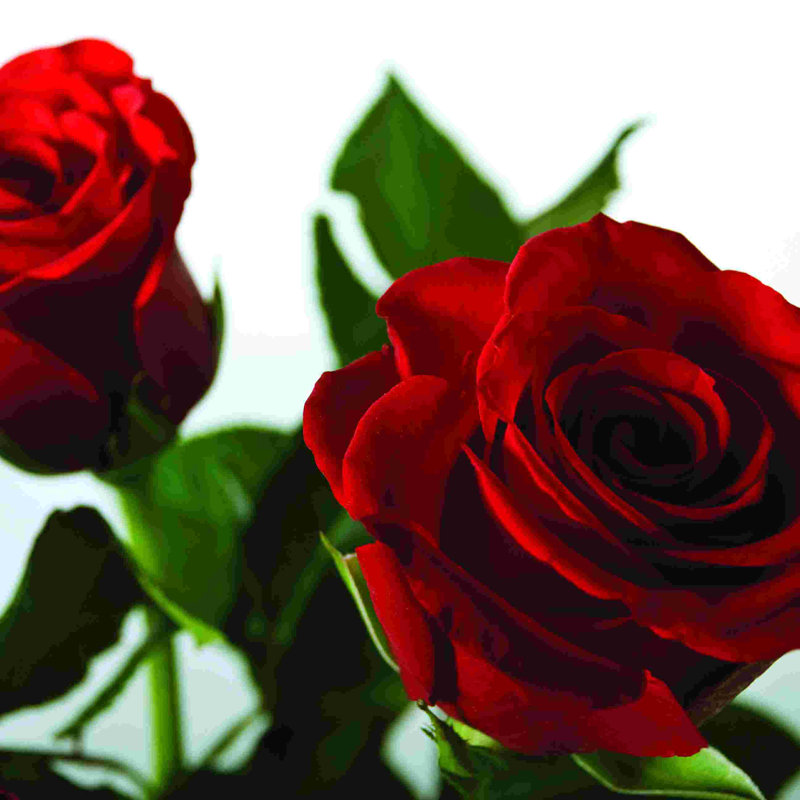 2 roses - peinture sur toile tendue, H 30 po x l 30 po