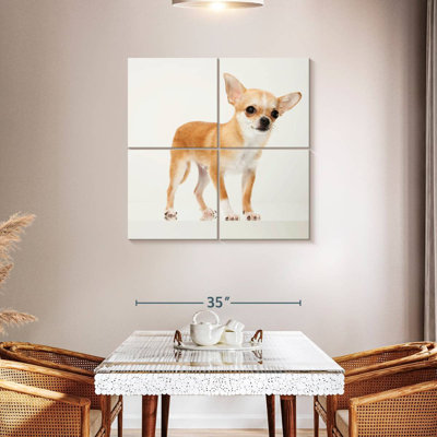 Chihuahua précieux