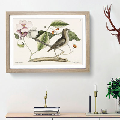 Mockingbird by Mark Catesby - Picture Frame Painting Print