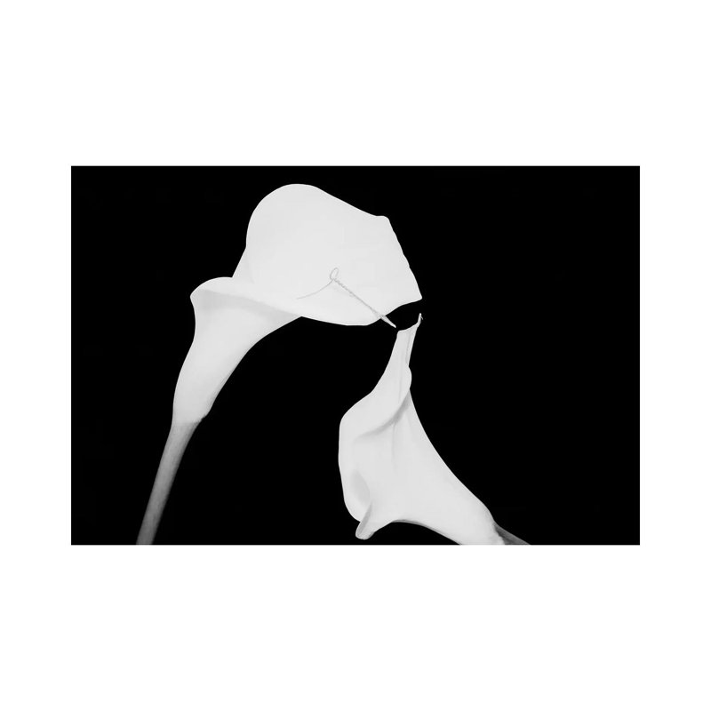 Still Life Shot Of Pierced Calla Lily Flower II by Panoramic Images - Wrapped Canvas Print, 20.32 cm H x 30.48 cm W