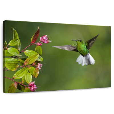Brampt Costa Rican Hummingbird