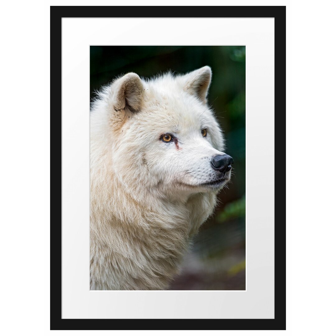 Großartiger arktischer Wolf" Gerahmtes Fotoposter