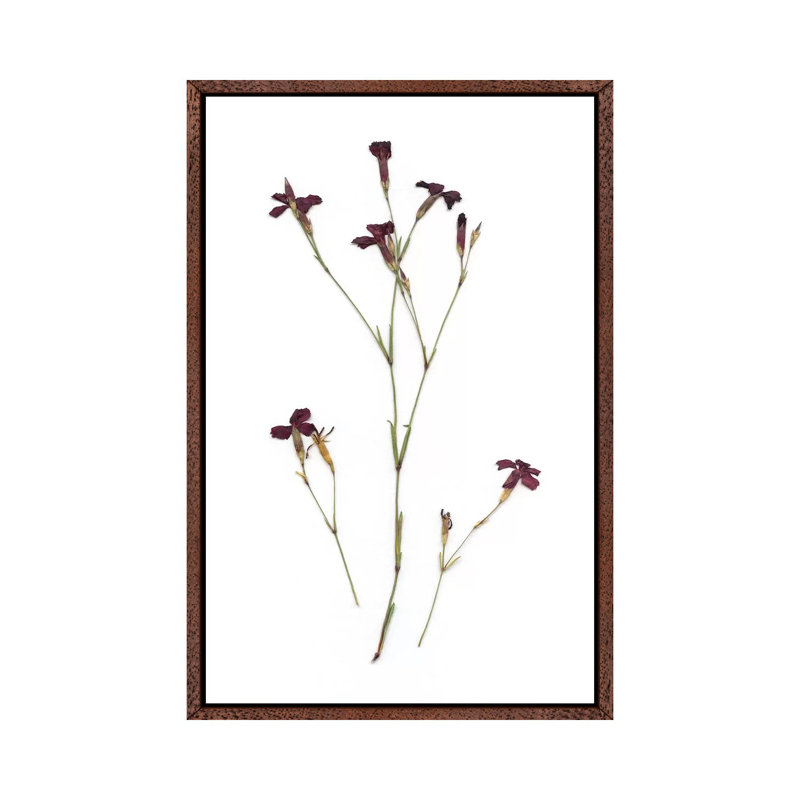 Pressed Botanical II by Carol Robinson - Print on Canvas, 66.04 cm H x 45.72 cm W, Classic Brown Wood Framed