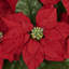 Arrangements floraux de poinsettias en pot