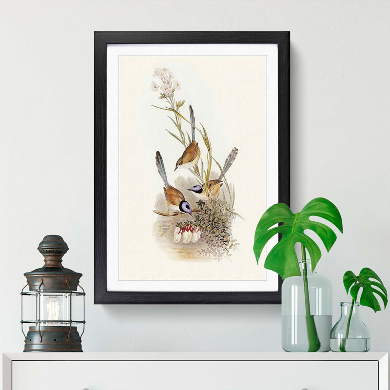 Crowned Wrens by Elizabeth Gould - Framed Print, 36cm H x 27cm W x 2cm D, Black Framed