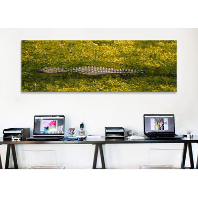 Alligator circulant dans un canal