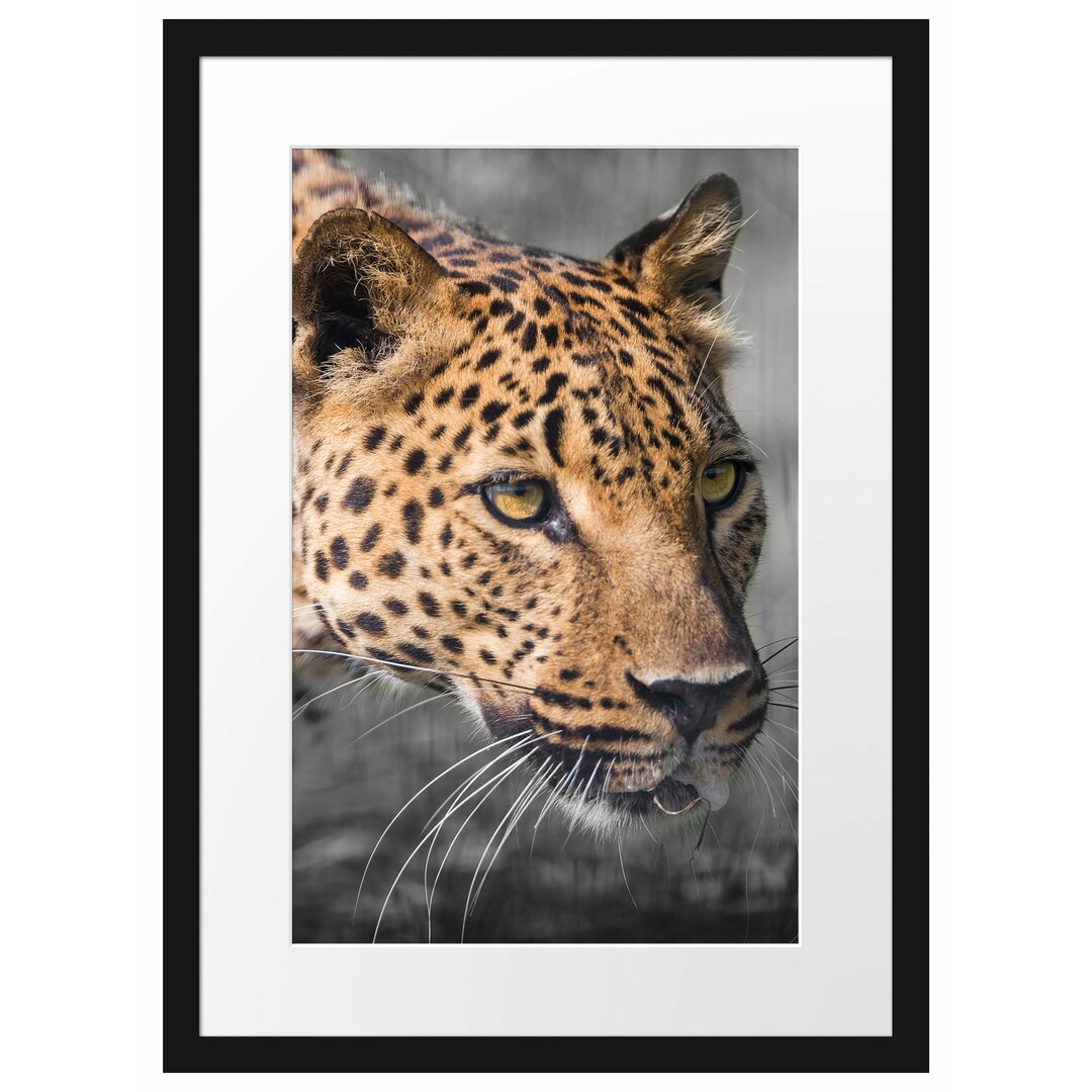 Leopard auf der Pirsch Gerahmter Fotodruck Poster