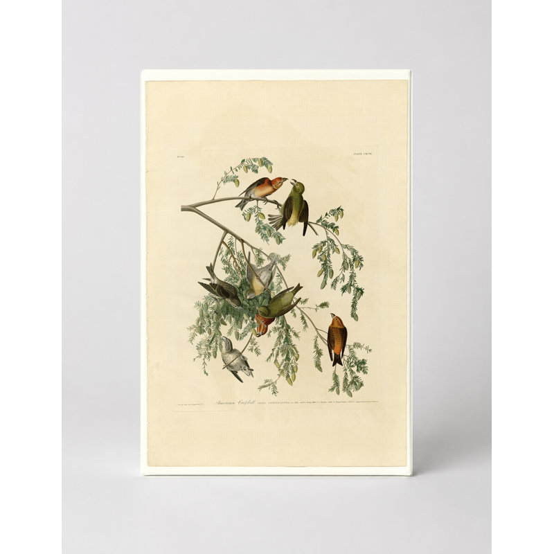 American Crossbill (planche 197) - Portrait, art mural sur toile, 14" W x 11" H