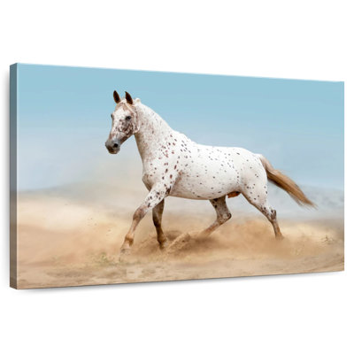 Brampt Appaloosa Desert Horse