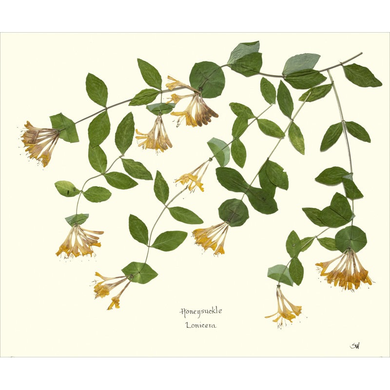 Honeysuckle Vine
