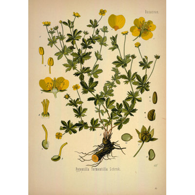 Botanical 82