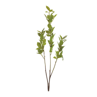 Leaf Foliage Branch