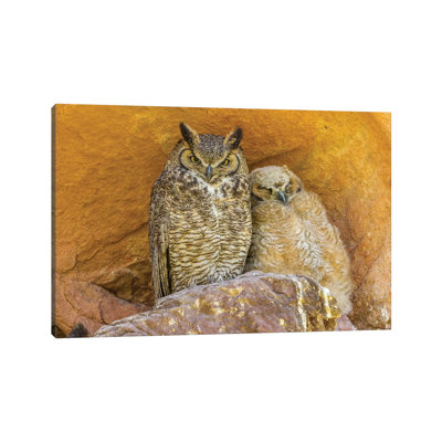 États-Unis, Colorado, Red Rocks State Park. «Great Horned Owl and Owlet at Nest in Rocks» par Jaynes Gallery - Photographie sur toile tendue