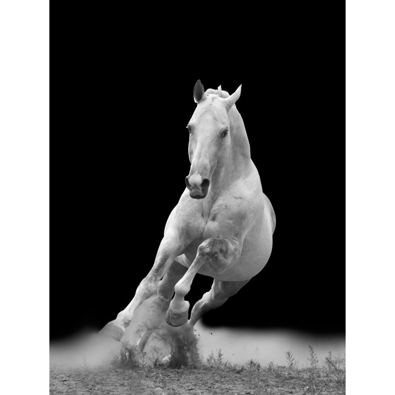 Horse Trot - photographie non encadrée, H 20 po x l 16 po