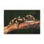 No Frame Print on Canvas