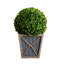 18 plantes
