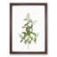 Wild Privet Flowers by Pierre-Joseph Redoute - Framed Print-55612316-55612319