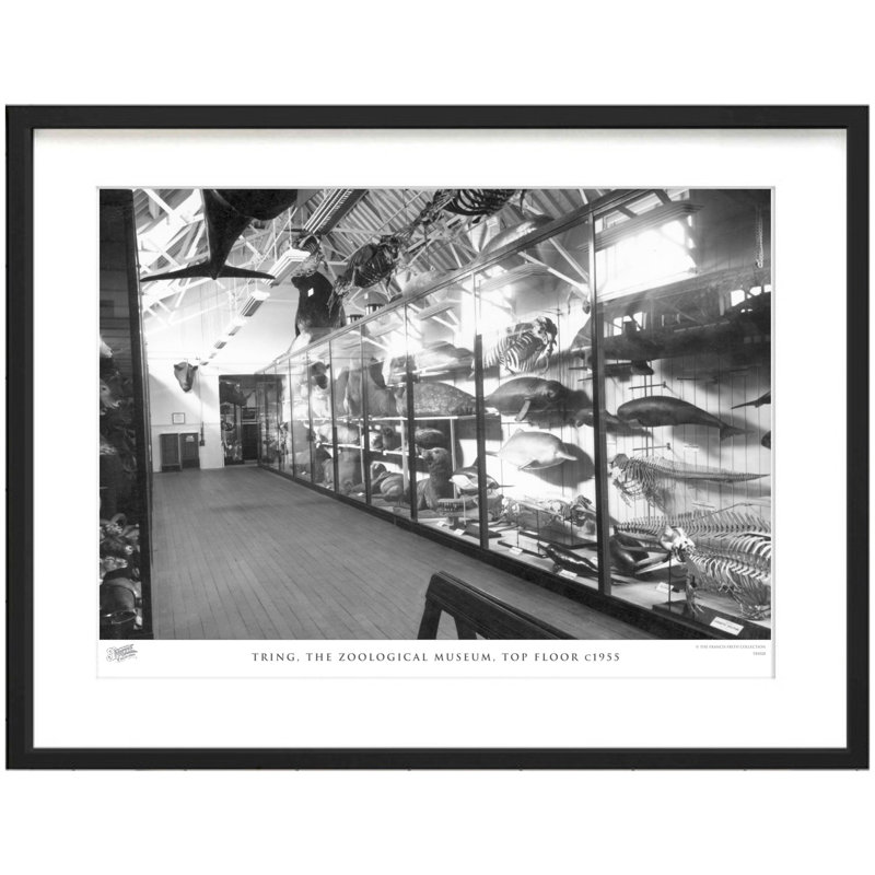 Tring, The Zoological Museum, Top Floor C1955 by Francis Frith - Single Picture Frame Print, 60cm H x 80cm W x 2.3cm D