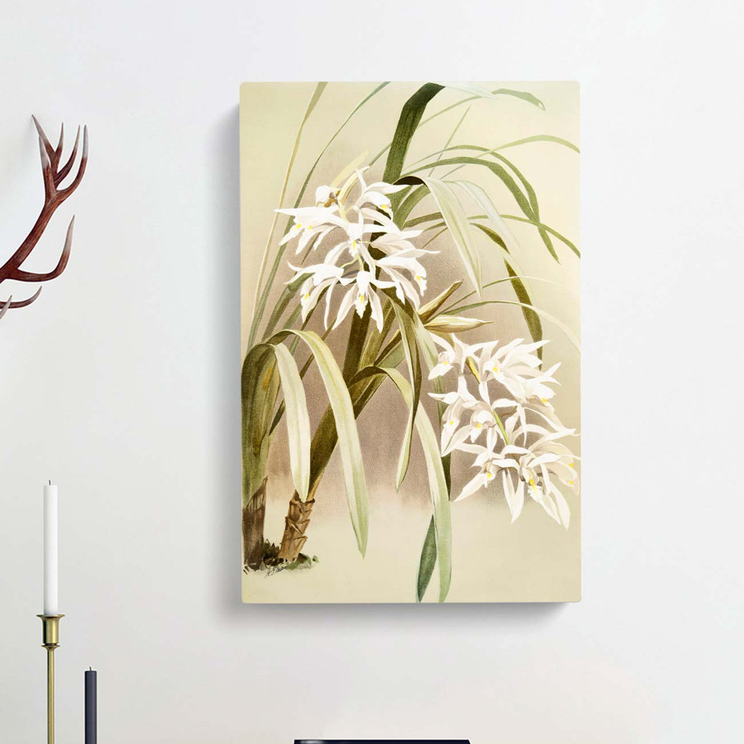 Magnolia Flowers Illustration Tab. 66 by Frederick Sander - Wrapped Canvas Graphic Art Print