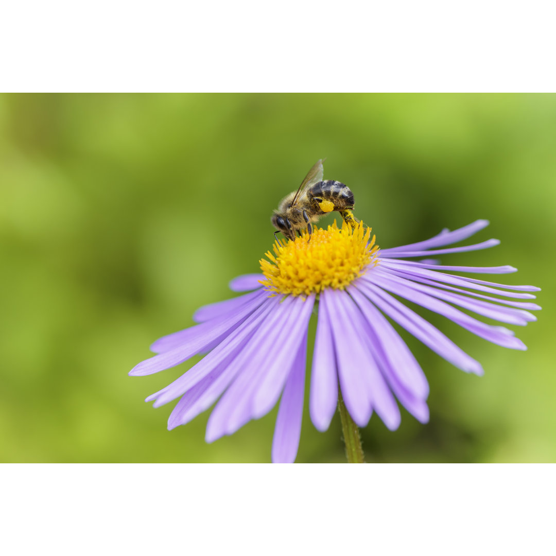 Leinwandbild Honeybee on Aster Flower