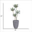 Agave 61,1 po en pot