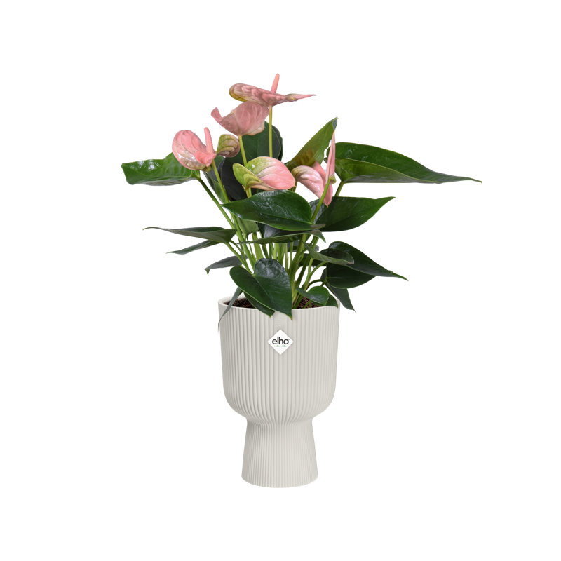 Pot Planter, Silky White