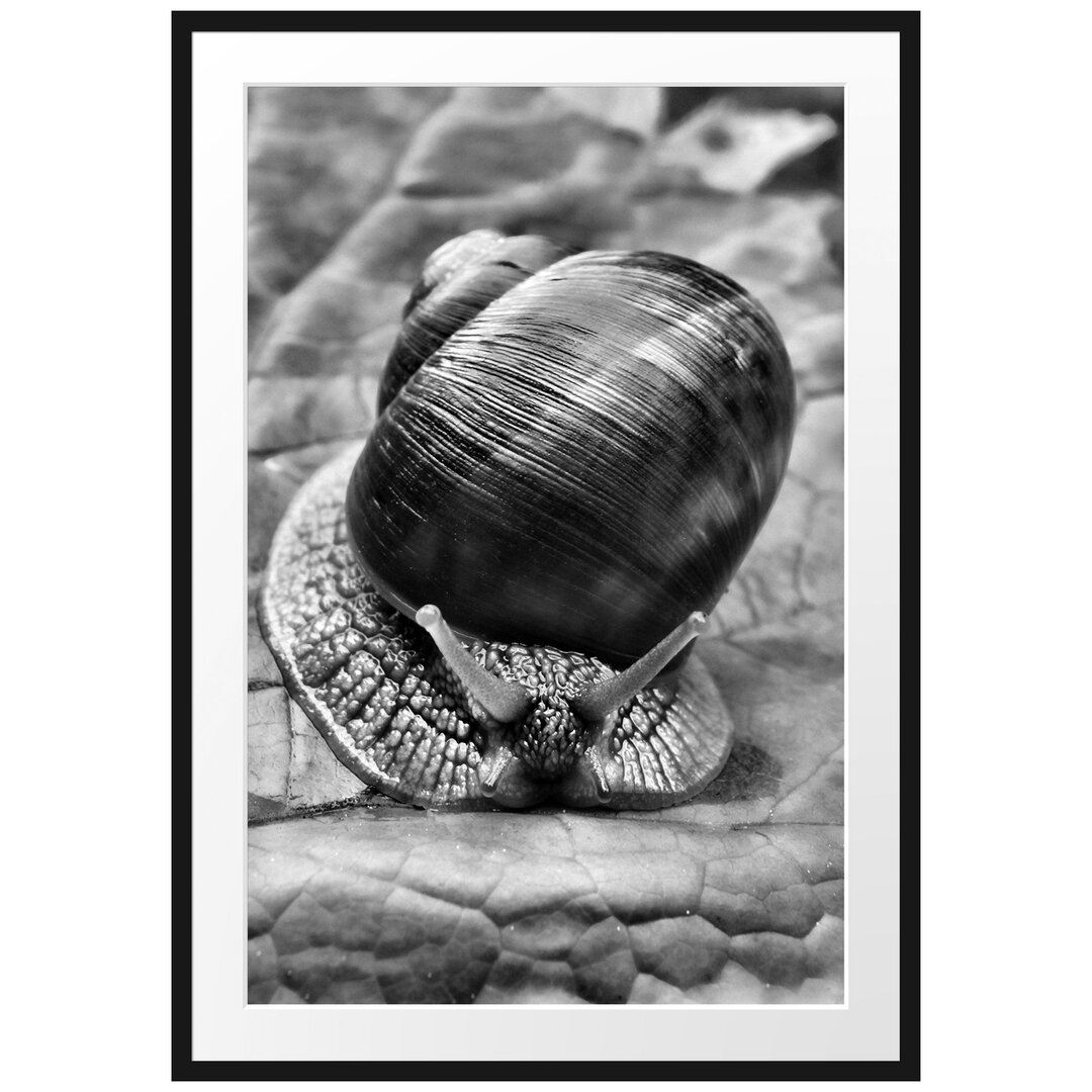 Gerahmtes Poster Weinbergschnecke auf Blatt