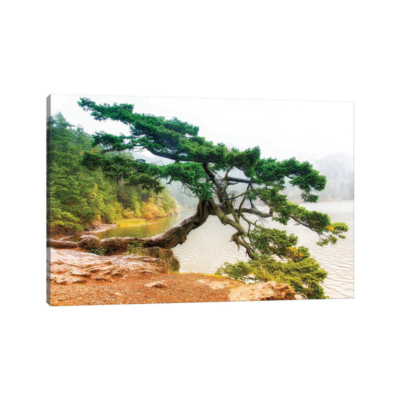 Orcas Pine B - Wrapped Canvas Print, 30.48cm H x 45.72cm W