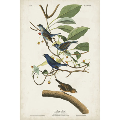 Pl 74 Indigo Bird