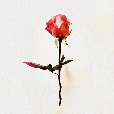 «Red Rose» par Mknoxgray, impression sur toile tendue