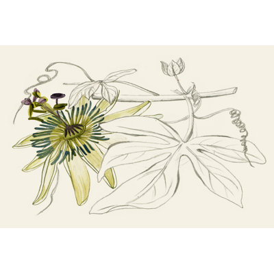 Passionflower I by Melissa Wang - Painting
