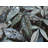 Leaves After Rain Print On Canvas