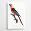 Cuban Macaw Parrot by Sarah Featon - Wrapped Canvas Painting-55342510