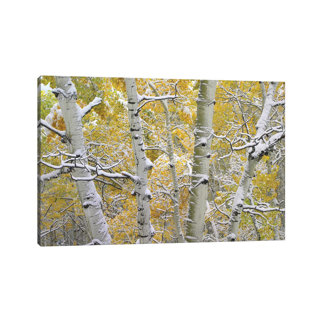 Quaking Aspen Trees Covered With Snow Near Kebbler Pass, Gunnison National Forest, Colorado II by Tim Fitzharris - Wrapped Canvas Print