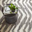 Farah Grey Hand Knotted Wool Rug-276014004