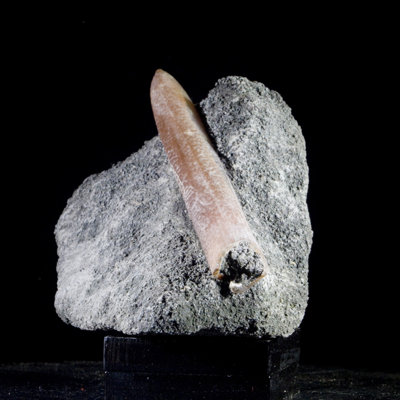 Volennité fossile belemnite sur cristal matriciel Marl